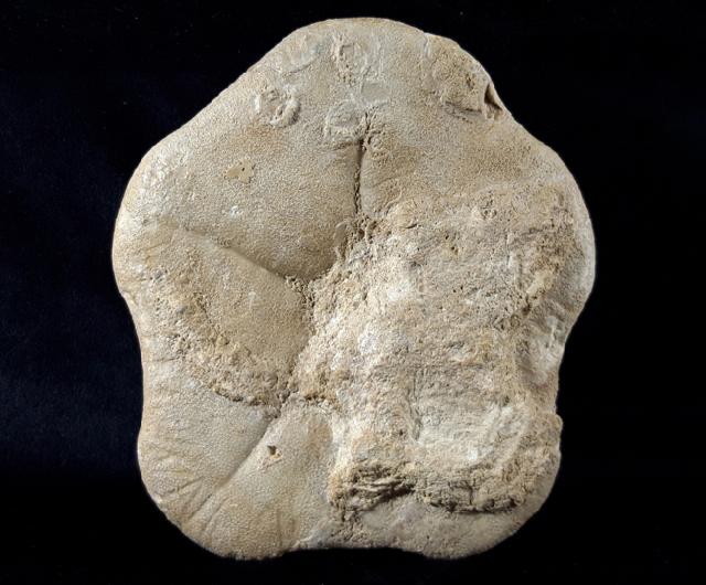 Clypeaster modenai (LOVISATO 1915) - Bild © FossNet FossilienStore